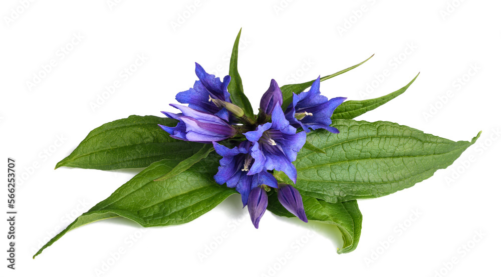 Naklejka premium Willow gentian flowers