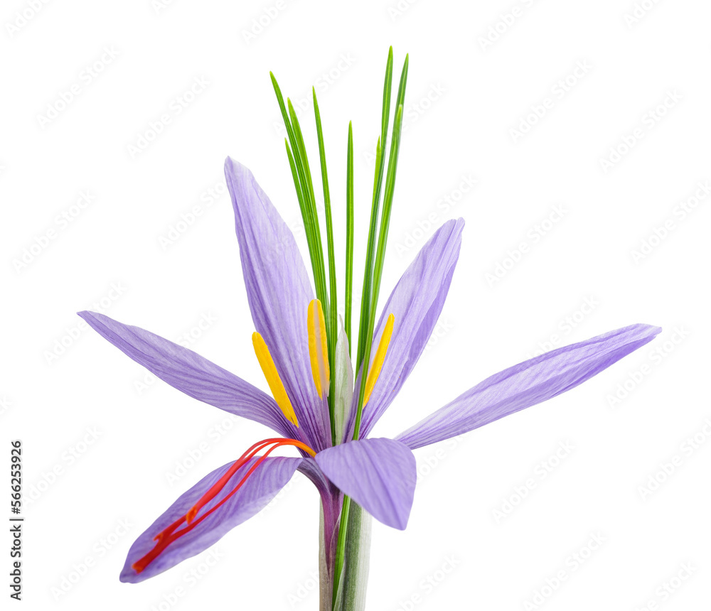 Saffron flower Saffron flower