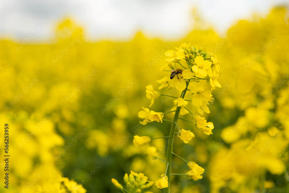 Beautiful spring flowers background. Spring time is comig