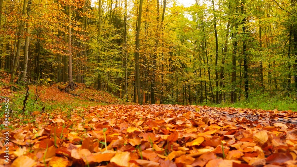 Forest ground with fallen leaves in autmn Forest ground with fallen leaves in autmn