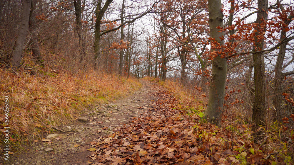 path in forest in autmn | hiking trail with fallen leaves, Germany