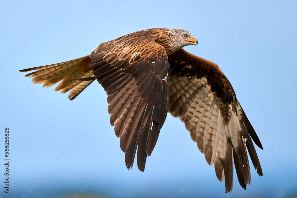 Obraz premium Rotmilan (PPREMIUMFOTOS/Jörg Ulrich)