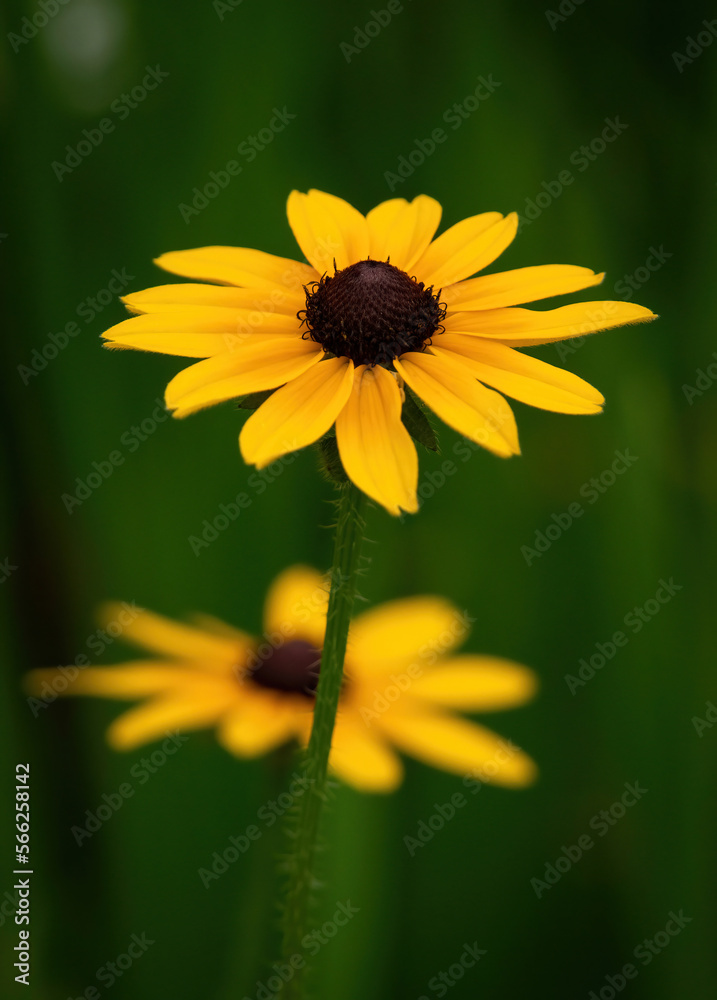 Cheerful