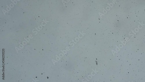 Snow falls from the gray winter sky. Winter background with soft focus.