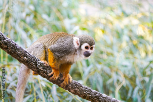 Portrait of a squirrel monkey.
 photo