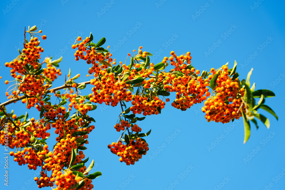 Branch of a tree with orange rowan berries with a blue sky in the background.
Branch of a tree with orange rowan berries with a blue sky in the background.