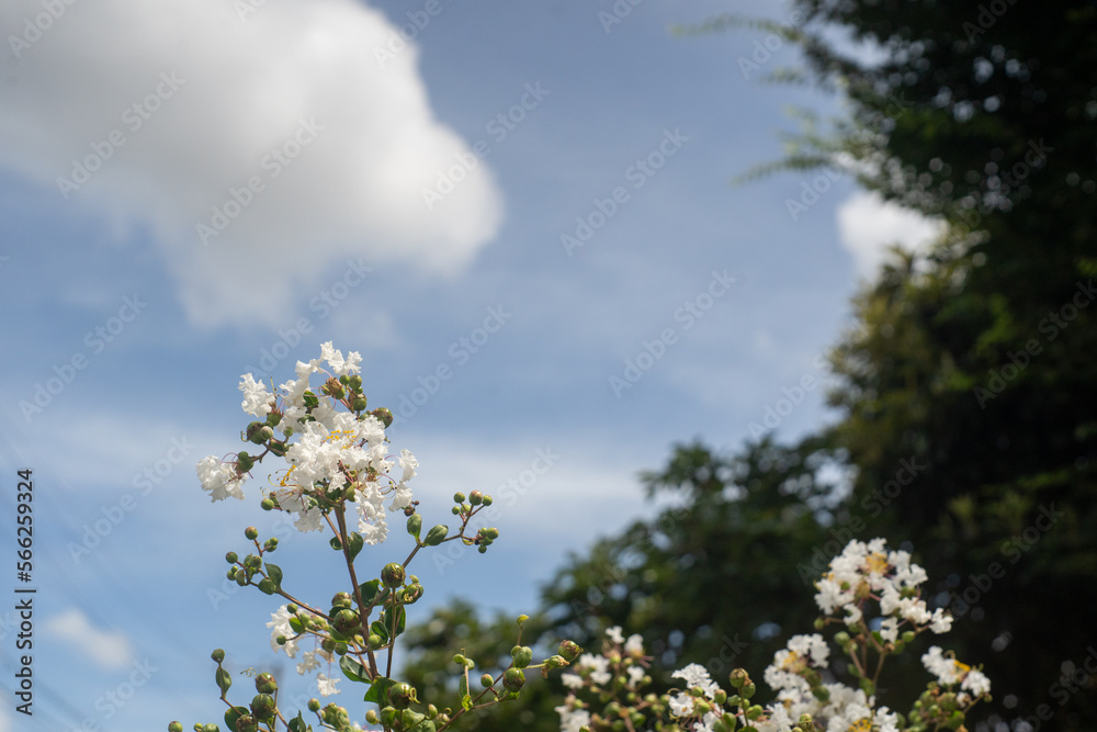 夏の青空と白いサルスベリの花