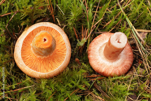 Comparison of mushrooms, which from above are easy to confuse. On the left is the tasty and edible mushroom saffron milk cap and on the right is the conditionally edible woolly milkcap. photo