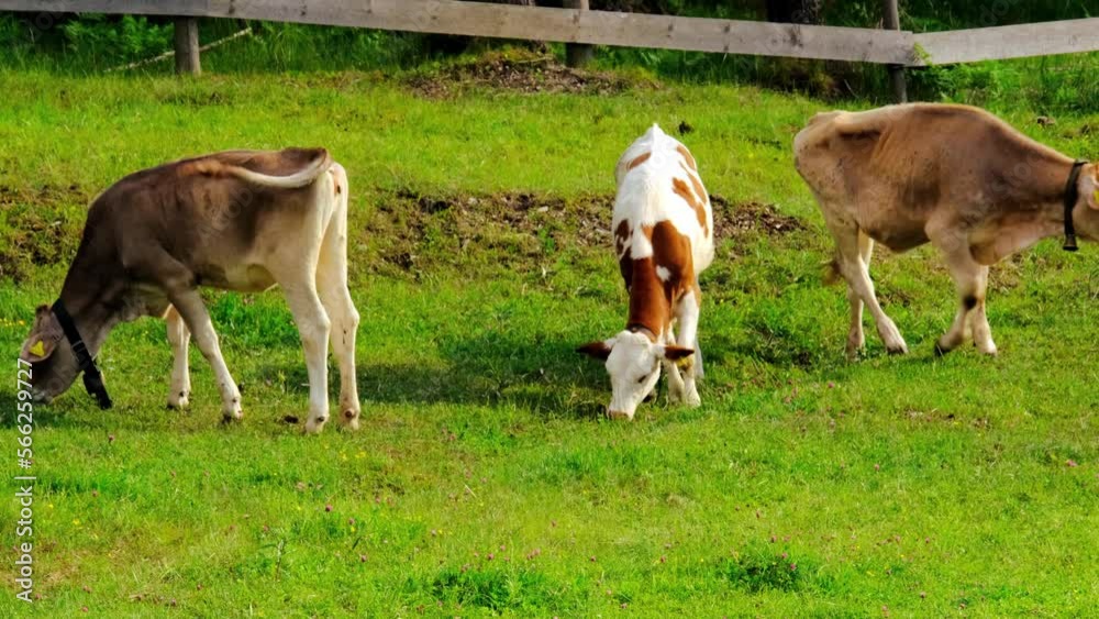 three red calfs graze in meadow, young cows against background of green pastures, bell on neck, nature, release of greenhouse gases into nature, rearing young cattle for meat and dairy products three red calfs graze in meadow, young cows against background of green pastures, bell on neck, nature, release of greenhouse gases into nature, rearing young cattle for meat and dairy products