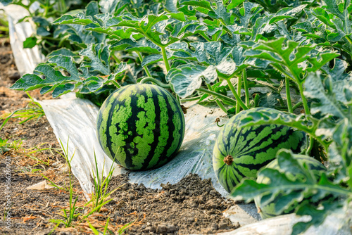 Watermelon on the green watermelon plantation in the summer. Agricultural watermelon field.