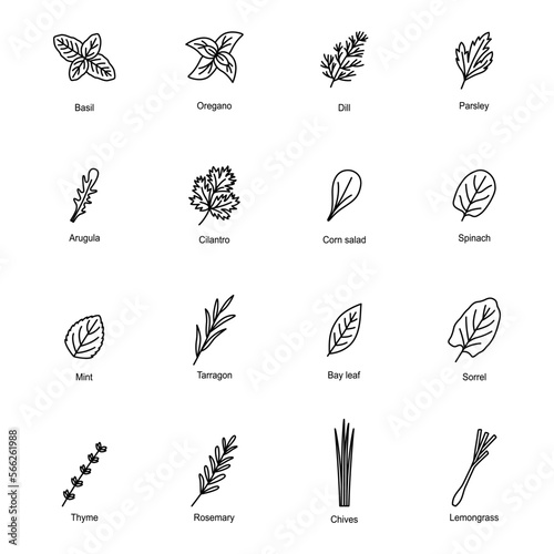 Set of icons of culinary herbs, vector illustration