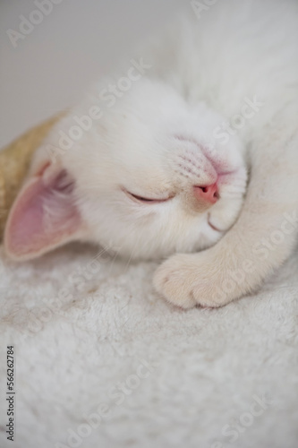 Schlafendes süßes Britisch Kurzhaar Colorpoint Kätzchen