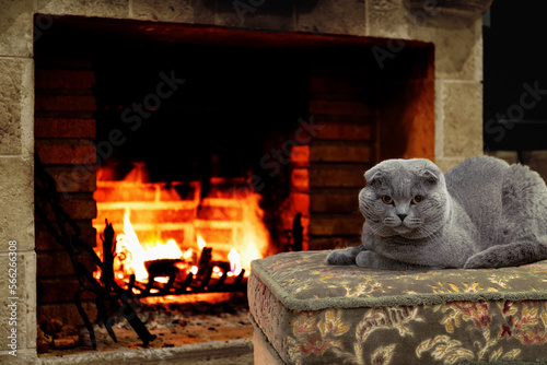A lop-eared cat by the fireplace on a patterned pouffe.