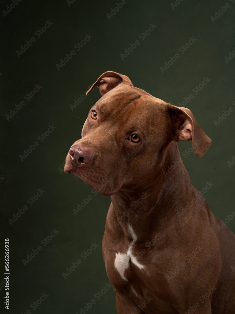 Nice red dog . Charming American pit bull terrier on a green canvas background