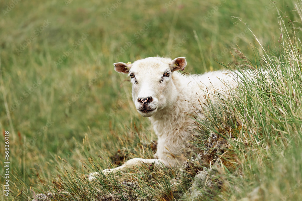 A beautiful white lamb is sitting in the grass. Iceland A beautiful white lamb is sitting in the grass. Iceland