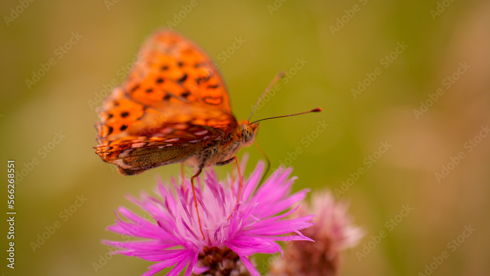 Obraz premium Oranger Schmetterling auf pinker Blüte, Tagfalter im Profil auf Sommerblume, Seitenansicht eines Insekts, Naturdetail.