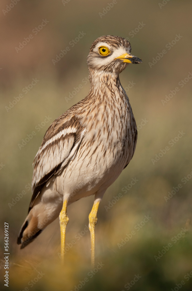 Stone curlew on grass in nature during sunny day Stone curlew on grass in nature during sunny day