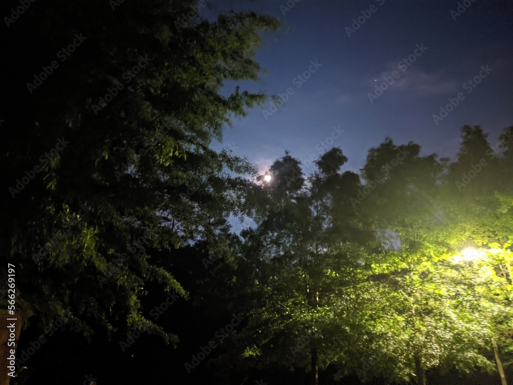 Obraz premium Moon hidden by trees
