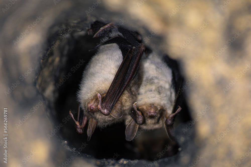 Close up two strange animals Greater mouse-eared bats Myotis myotis hanging upside down in the hole of the cave and hibernating. Wildlife photography.