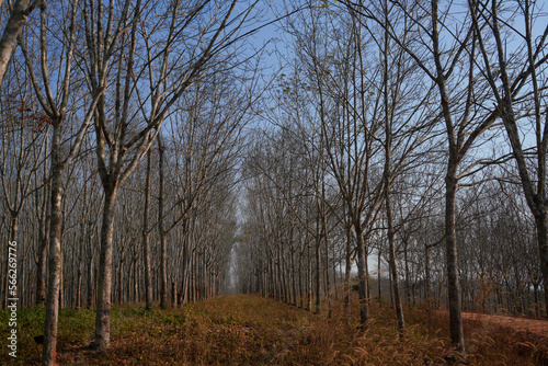 View of the rubber plantation in the dry season in Thailand