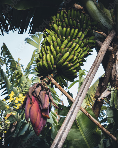 Wallpaper Mural Bananenstaude am Baum Torontodigital.ca