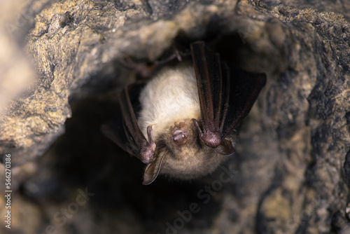 Close up strange animal Greater mouse-eared bat Myotis myotis hanging upside down in the hole of the cave and hibernating. Wildlife photography.