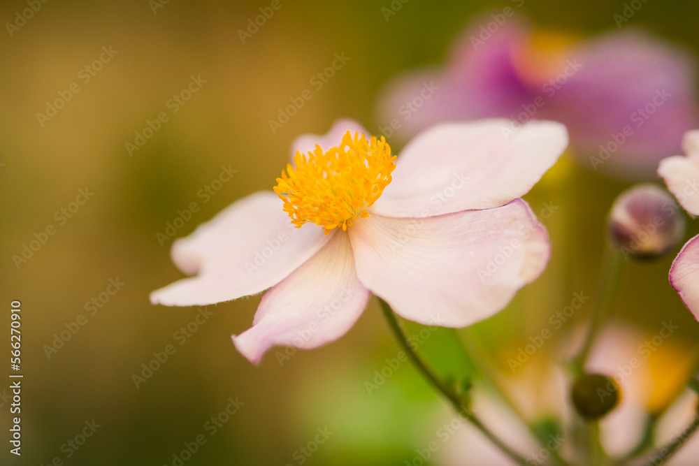 Pink bloom of Eriocapitella hupehensis (Anemone hupehensis) | ornamental plant blooming in garden, balcony with more blossoms in bokeh Pink bloom of Eriocapitella hupehensis (Anemone hupehensis) | ornamental plant blooming in garden, balcony with more blossoms in bokeh