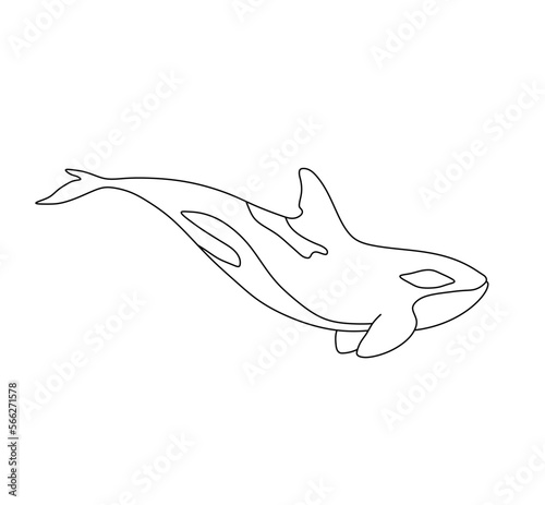 Vector isolated one single fast swimming killer whale to the right side view colorless black and white contour line easy drawing