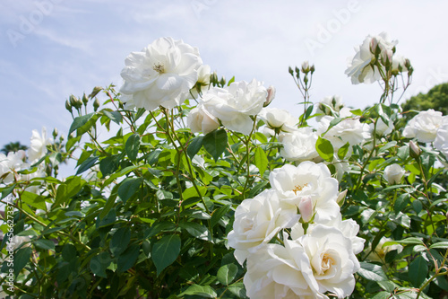 White rose flowers are in bloom in the rose garden. 
The name of this rose is Iceberg (Schneewittchen). 
