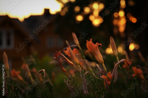 pomarańczowe kwiaty w ogrodzie przy zachodzie słońca