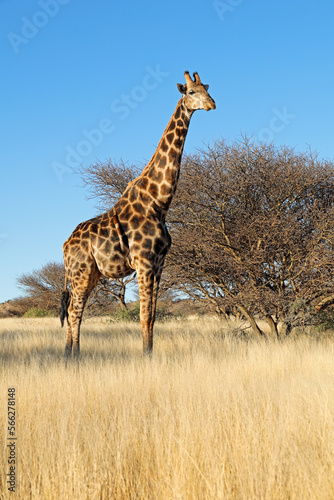A giraffe (Giraffa camelopardalis) in natural habitat, Mokala National Park, South Africa.