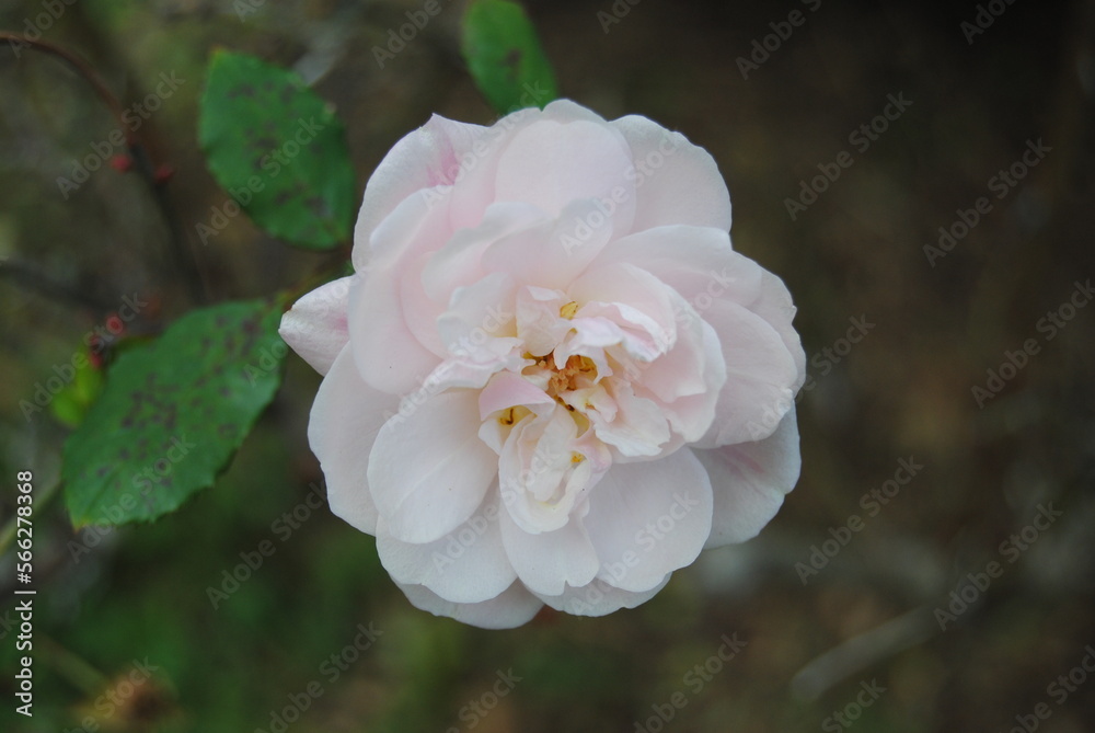 Rosa mosqueta Rosa mosqueta