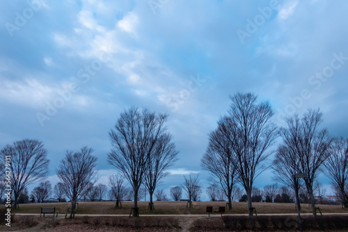 Wallpaper Mural 冬の早朝　曇り空の公園で　　滋賀県守山市　びわこ地球市民の森 Torontodigital.ca