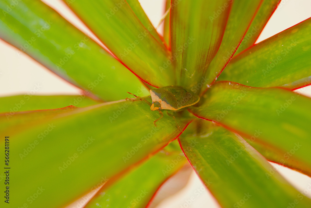 Camouflaged green stink bug on a plant Camouflaged green stink bug on a plant