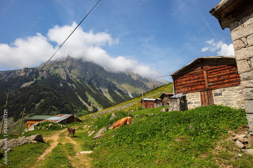 A beautiful landscape from the Elevit uplands of Rize in Black Sea region of Turkey. A beautiful landscape from the Elevit uplands of Rize in Black Sea region of Turkey.