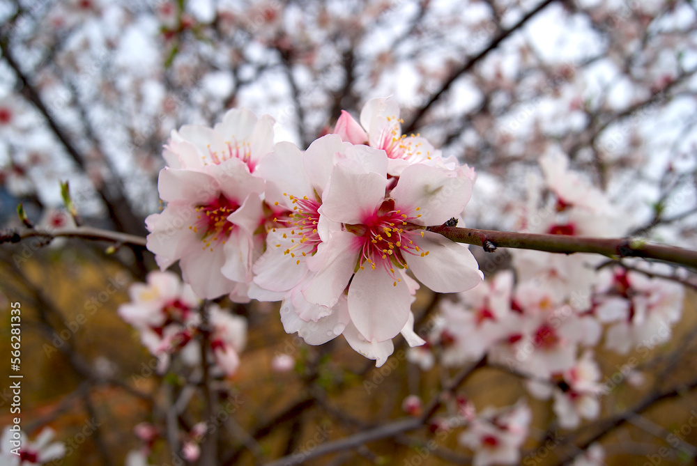 Flowers almond trees in bloom. Flowers of February month. Flowers almond trees in bloom. Flowers of February month.