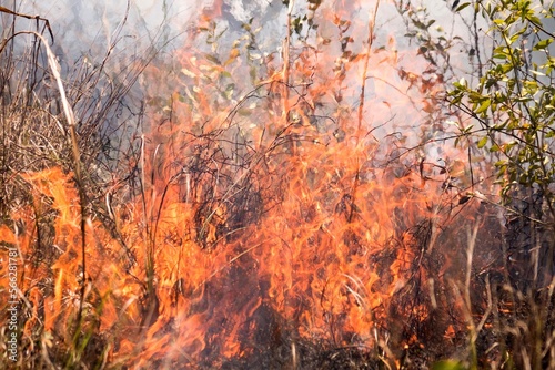 Bushfire travelling through bushland photo