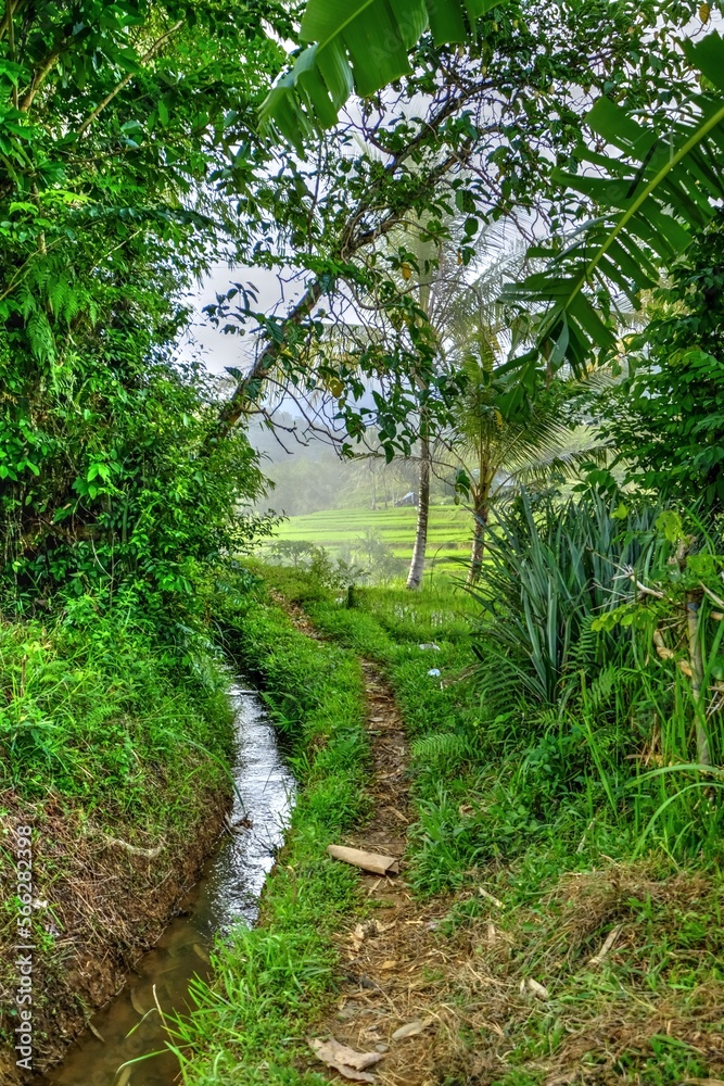 Naklejka premium Tropical forest