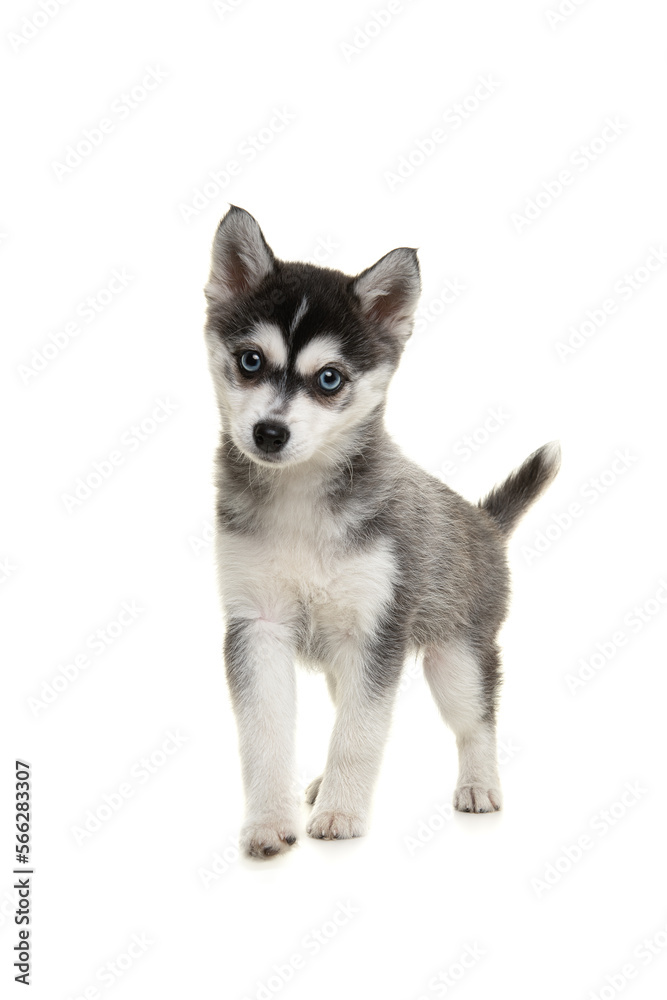 Cute pomsky puppy standing solated on a white background with blue eyes, seen from the front Cute pomsky puppy standing solated on a white background with blue eyes, seen from the front
