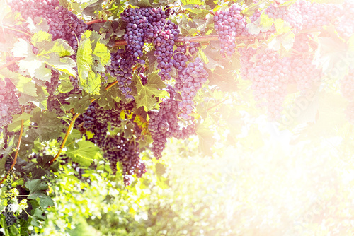 Bunches of red grapes on vine in warm light