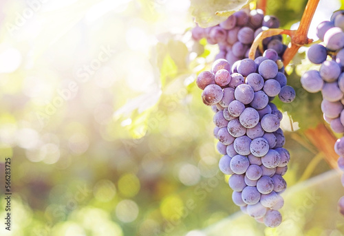 Bunches of red grapes on vine in warm light
