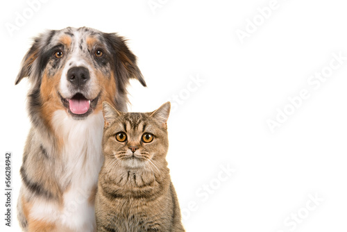 Portrait of a pretty blue merle australian shepherd dog looking straigth at the camera with open mouth on a white background photo