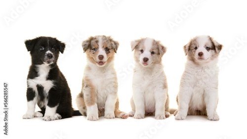 Group of four cute australian shepherd puppies sitting and looking at the camera isolated on a white background