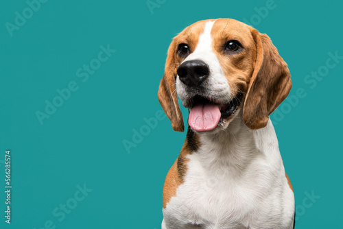Portrait of a happy beagle dog smiling looking at the camera on a teal blue background © Elles Rijsdijk