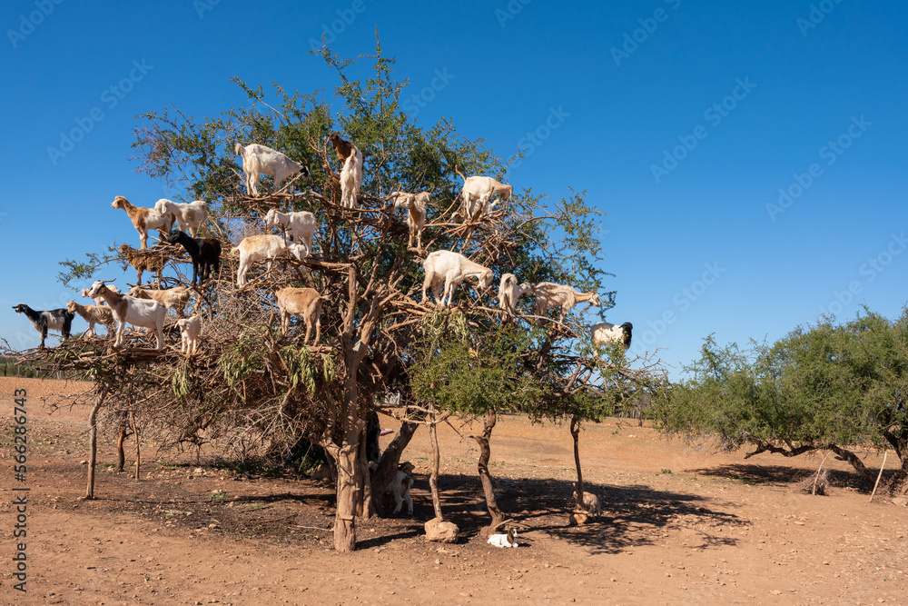 Goats climbing an Argan Tree in Morocco, Africa