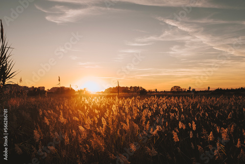Countryside with orange color sunset sunlight on the grass. Meadow in golden hours. Beautiful landscape in sunny day. Outdoors. Empty sky to write your text. Copy space. Background