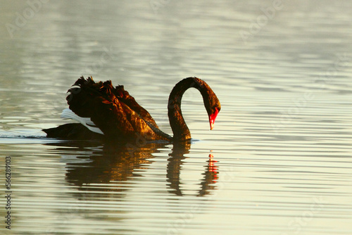 A Black Swan on a foggy lake photo