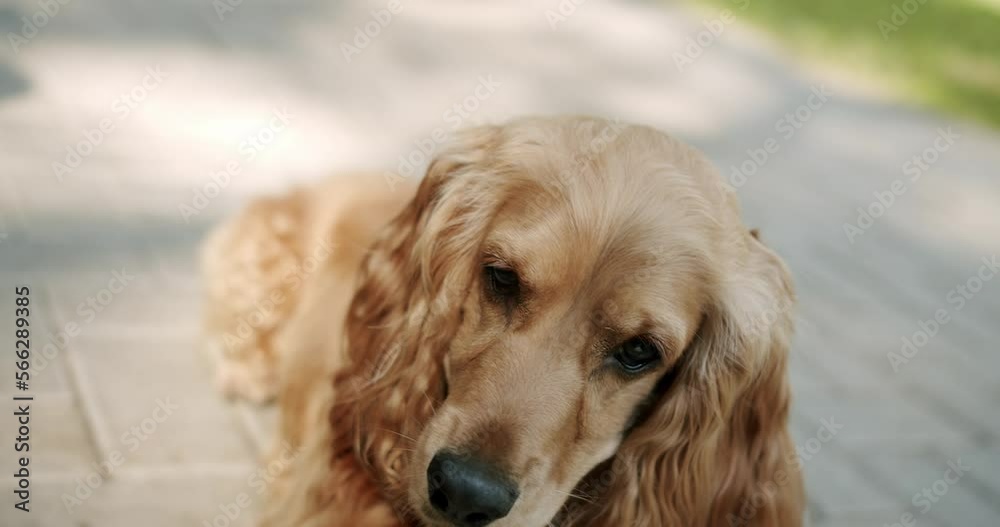 A beautiful brown haired dog is sitting on the street. Cocker Spaniel in park, English cocker spaniel rests outdoors. young pretty animal. Happy Dog on summer time, weekend picnic. Adorable Beauty Pet A beautiful brown haired dog is sitting on the street. Cocker Spaniel in park, English cocker spaniel rests outdoors. young pretty animal. Happy Dog on summer time, weekend picnic. Adorable Beauty Pet