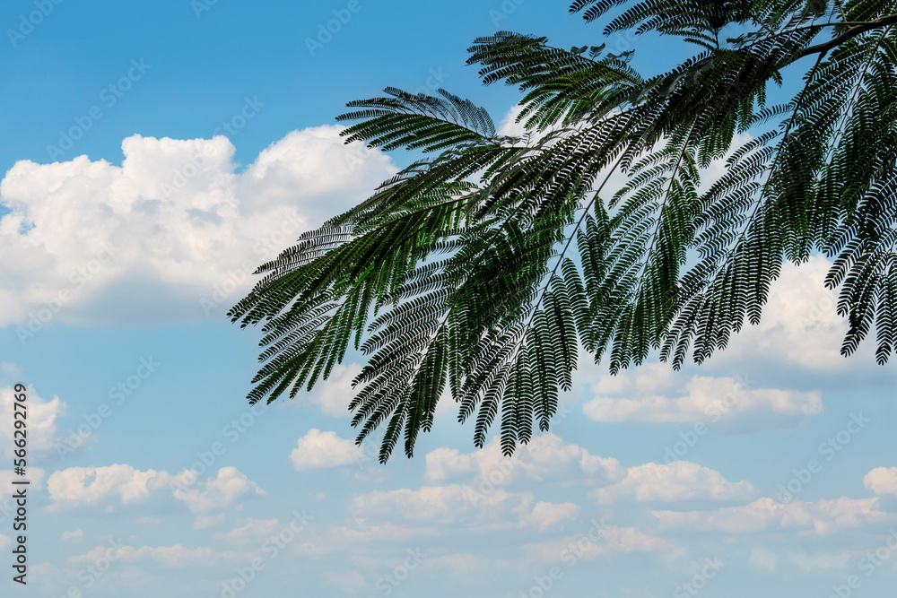 A green branch of a tree against a background of blue sky with white clouds. The concept of summer holidays at sea