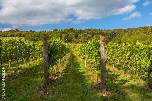 Almost ripe organic grapes growing at an English vineyard ready to make fine quality wine